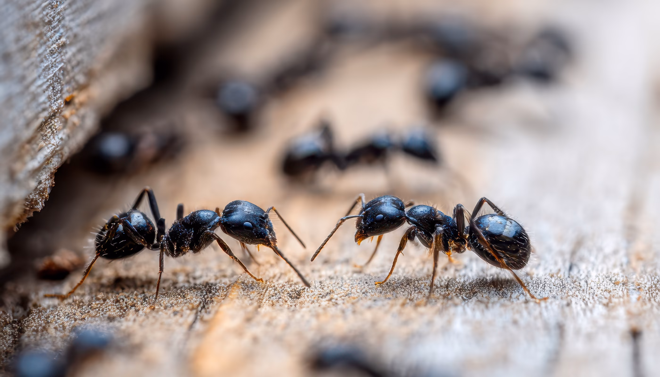 Hormigas
