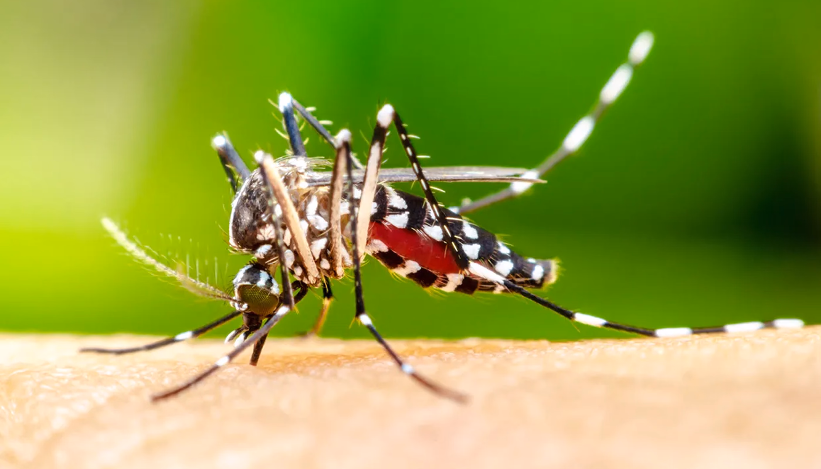 Mosquitos