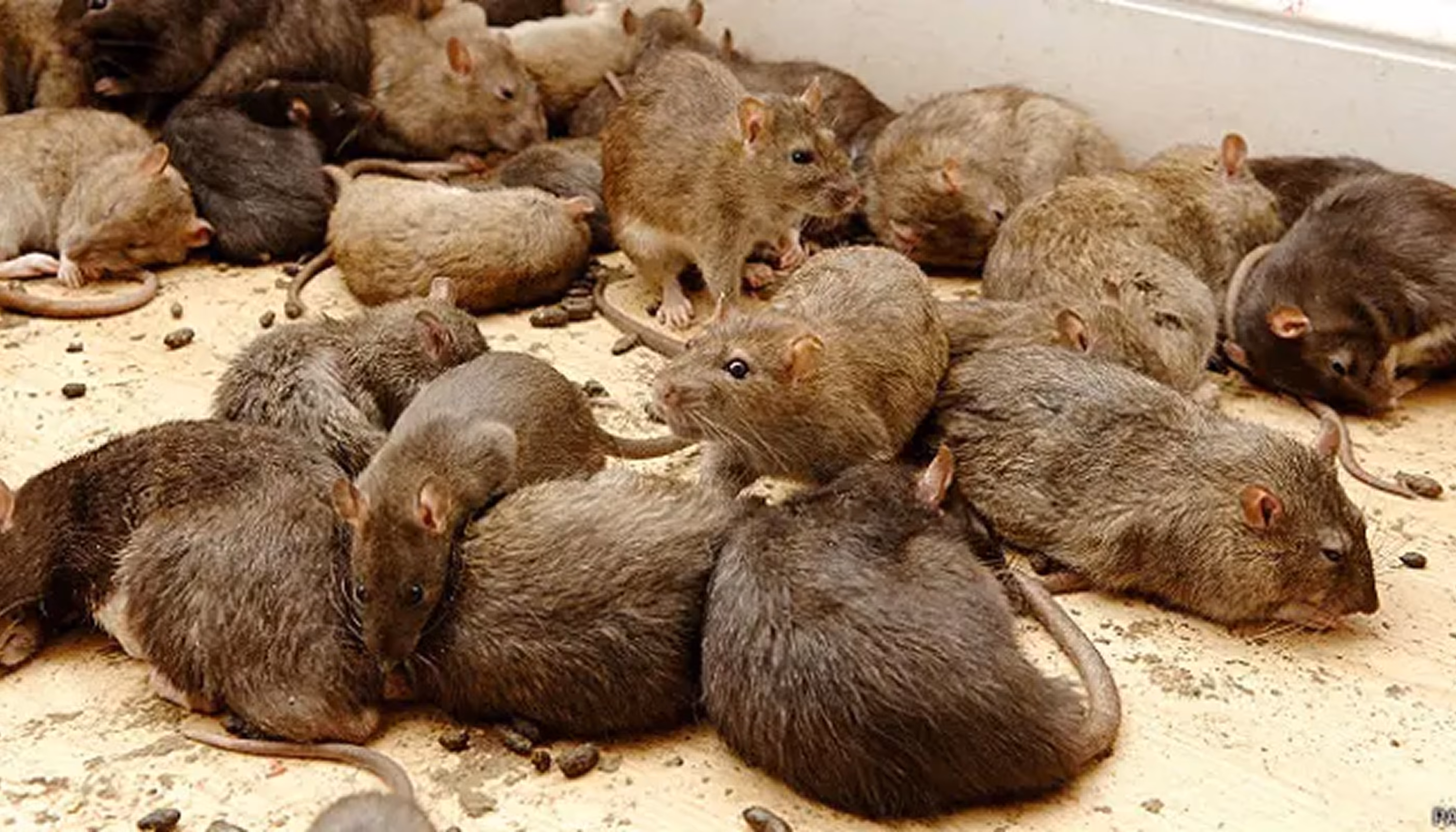 Ratas
