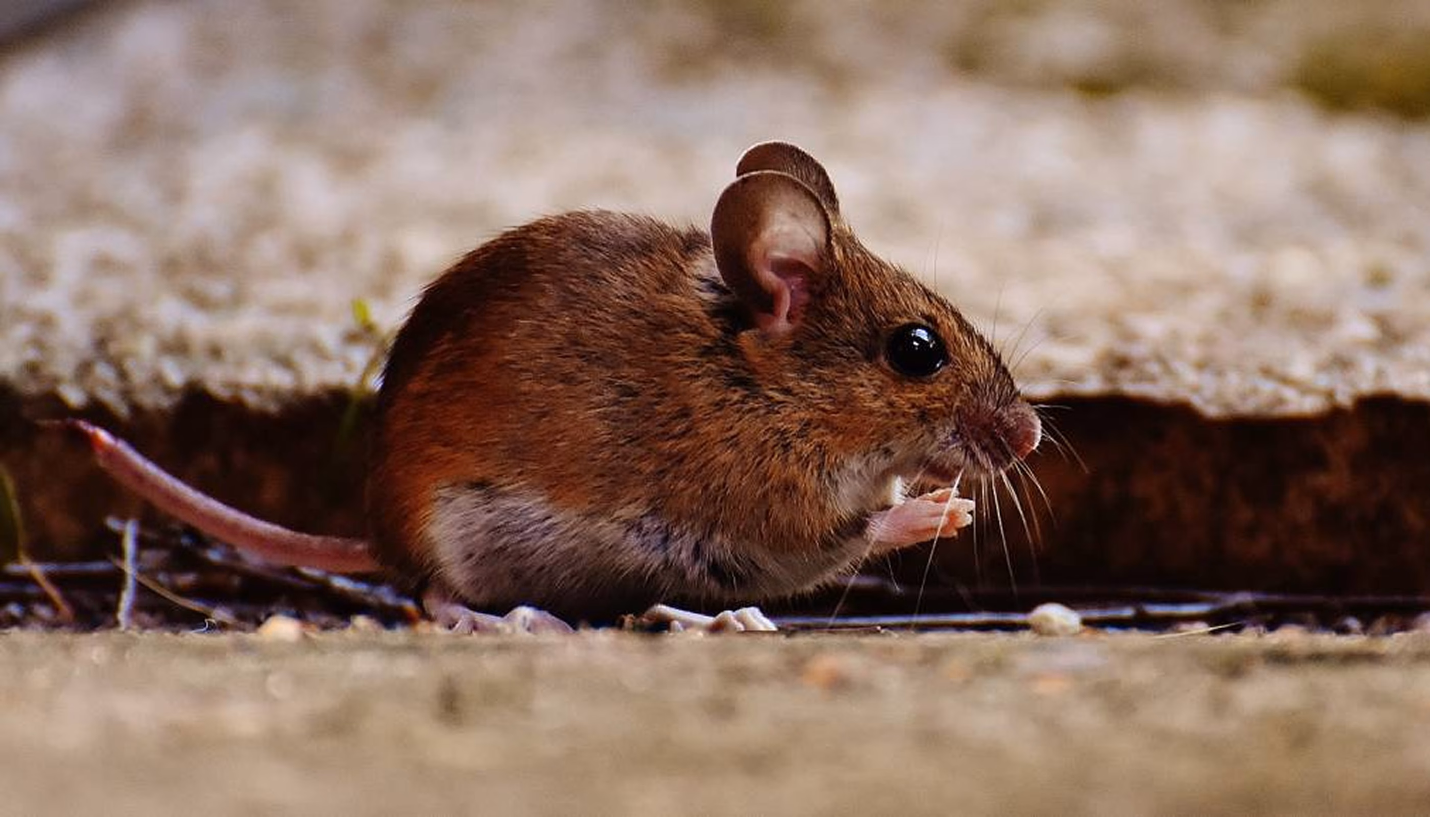 Ratones